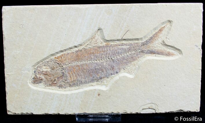 Knightia Fossil Fish #2553